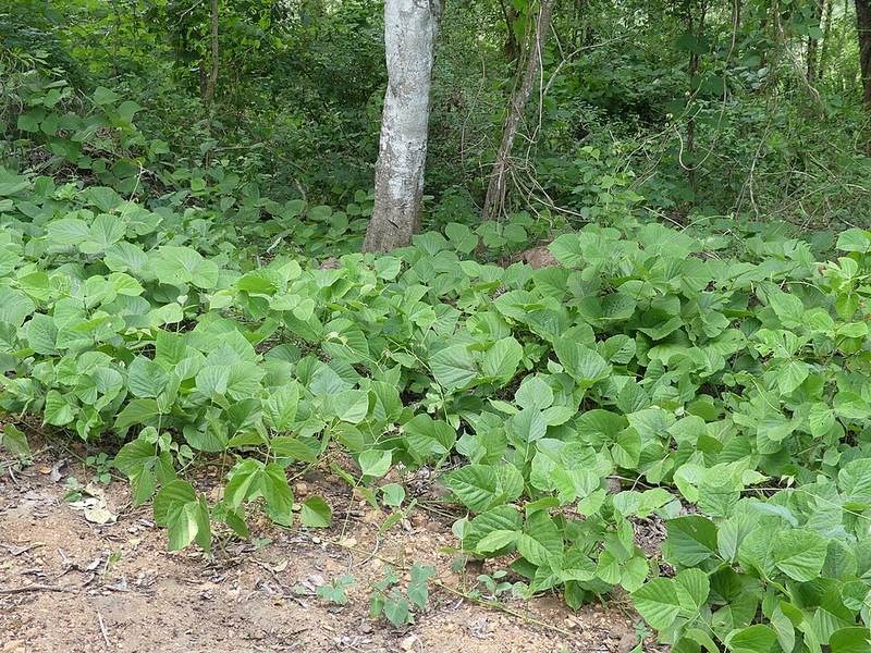Dây huyết rồng