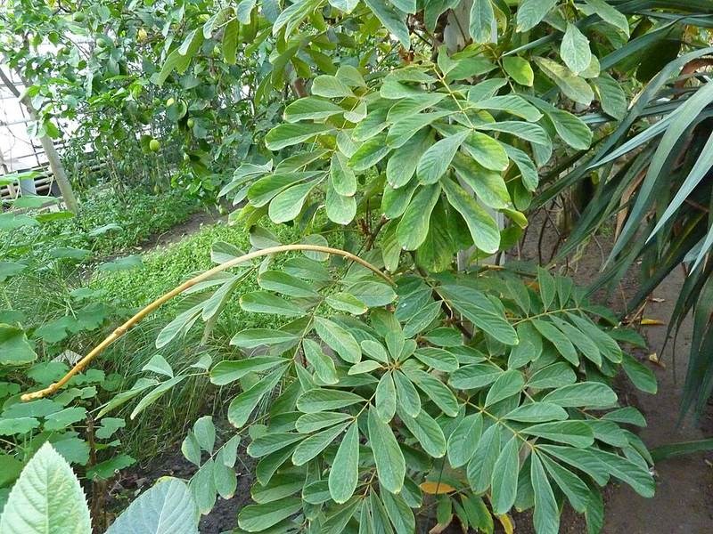 Dây mật