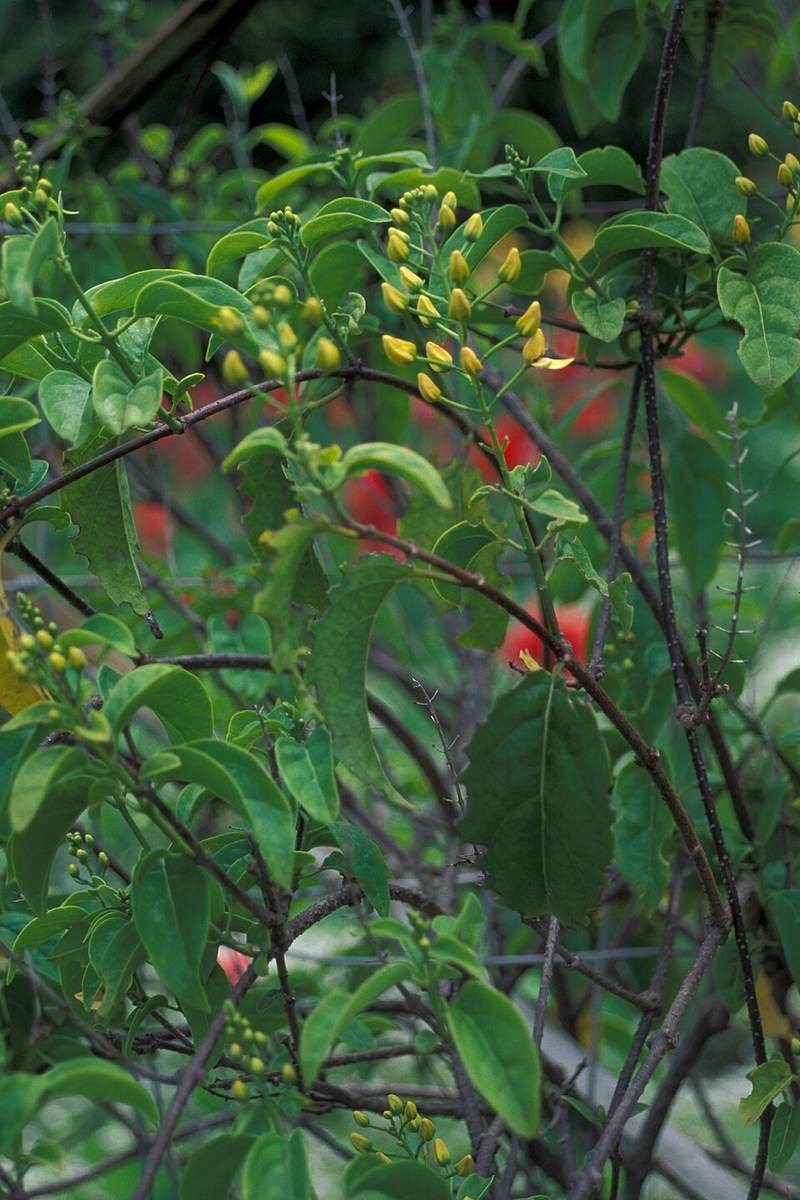 Kim đồng leo