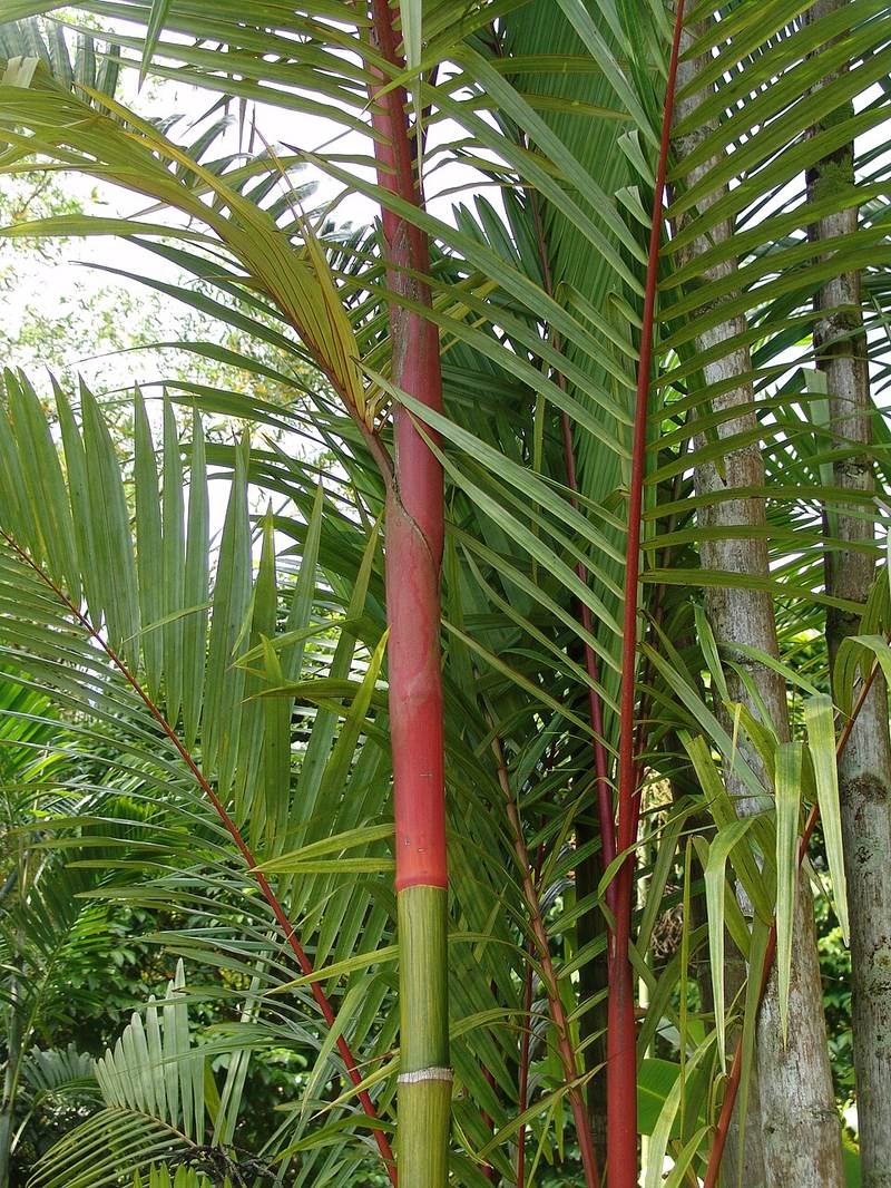 Cau đỏ Mã Lai
