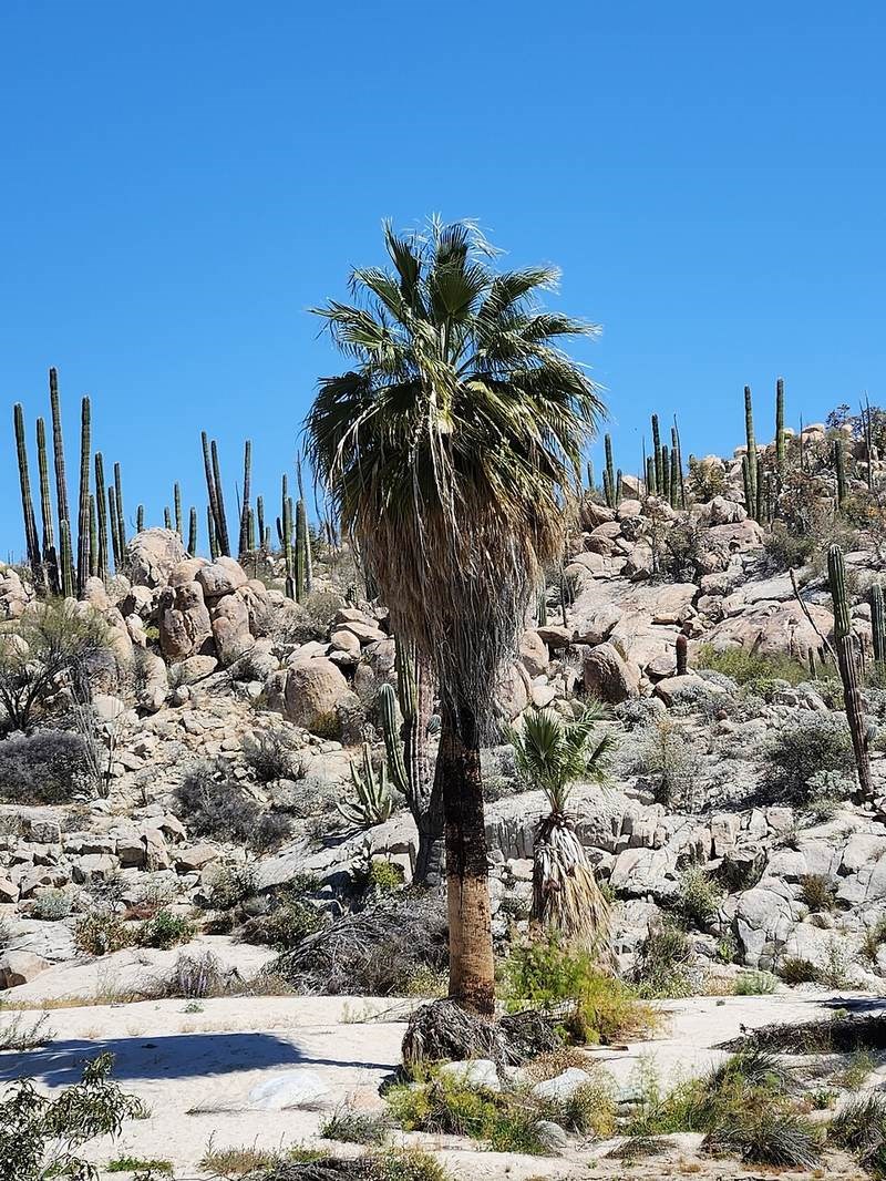Cọ Mỹ (cọ quạt Mexico)