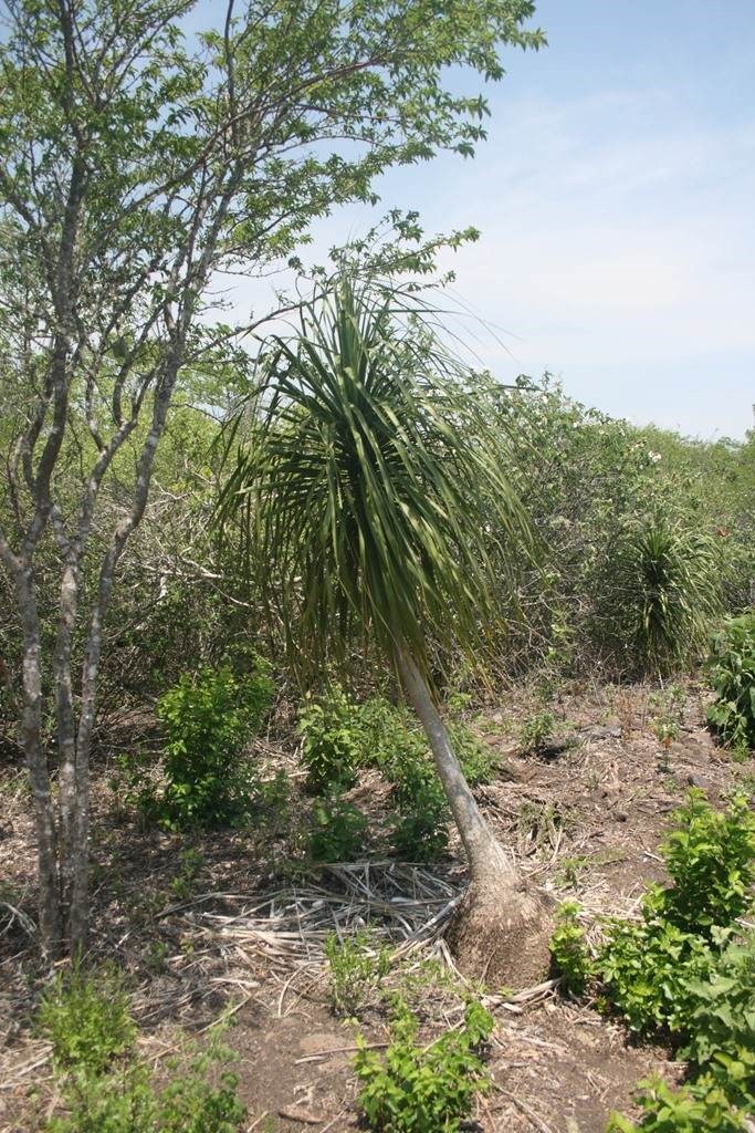 Cọ chân voi