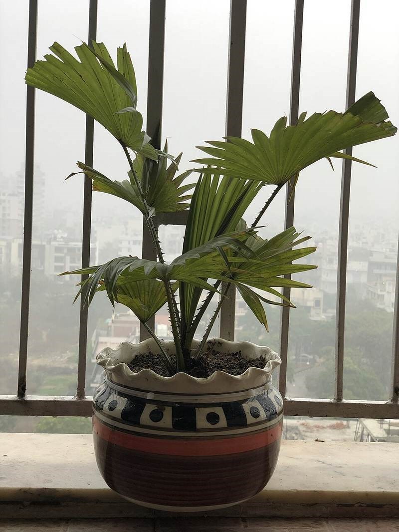 Cọ lá quạt Nhật