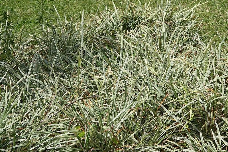 Cỏ lá tre Nhật đốm