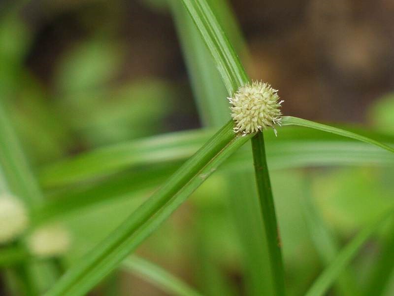 Cỏ bạc đầu