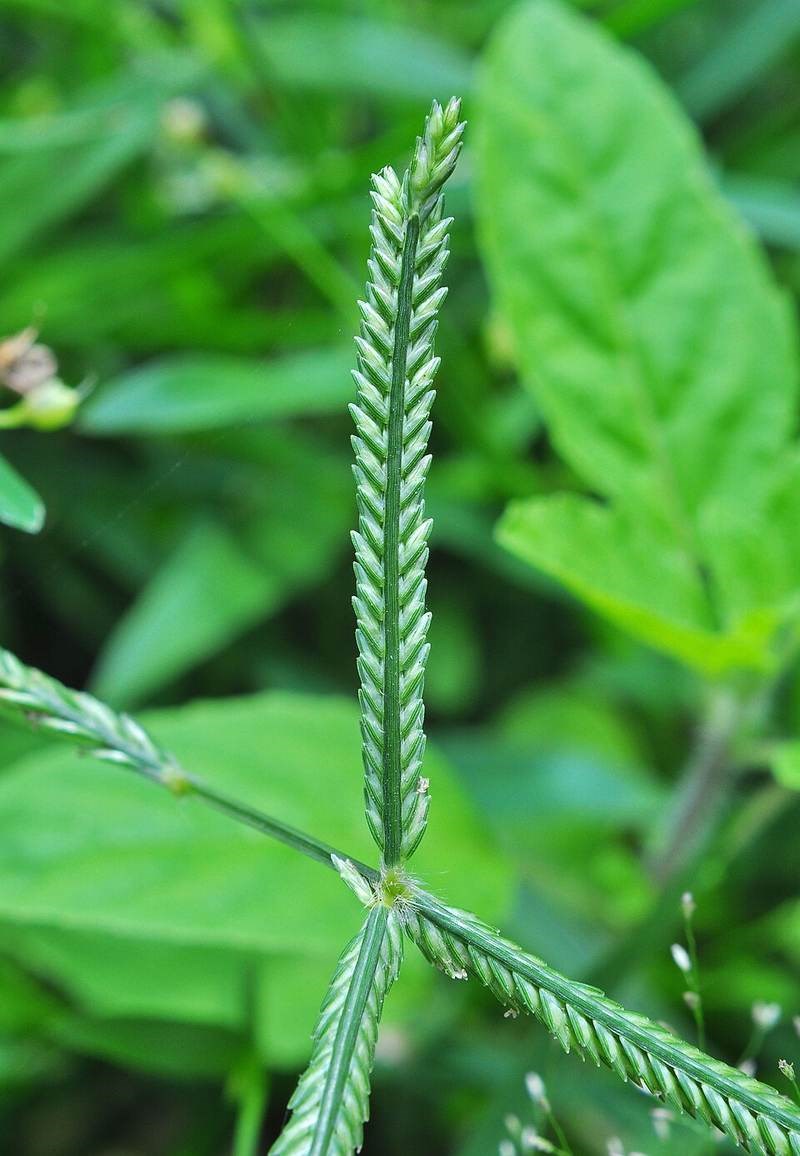 Cỏ chỉ