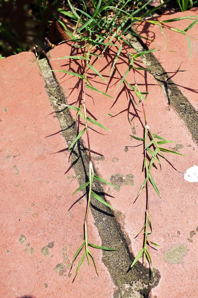 Cỏ chỉ