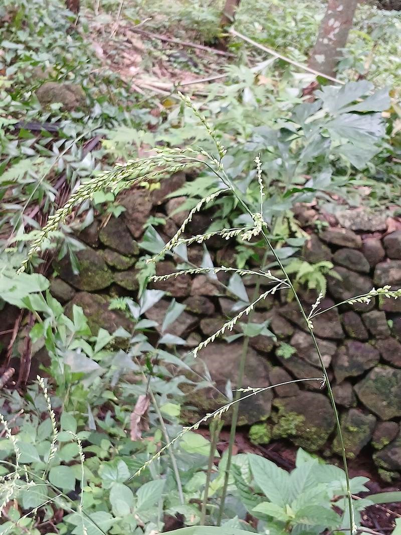 Cỏ đuôi phụng