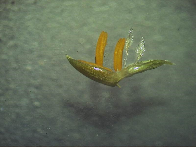 Cỏ đuôi phụng