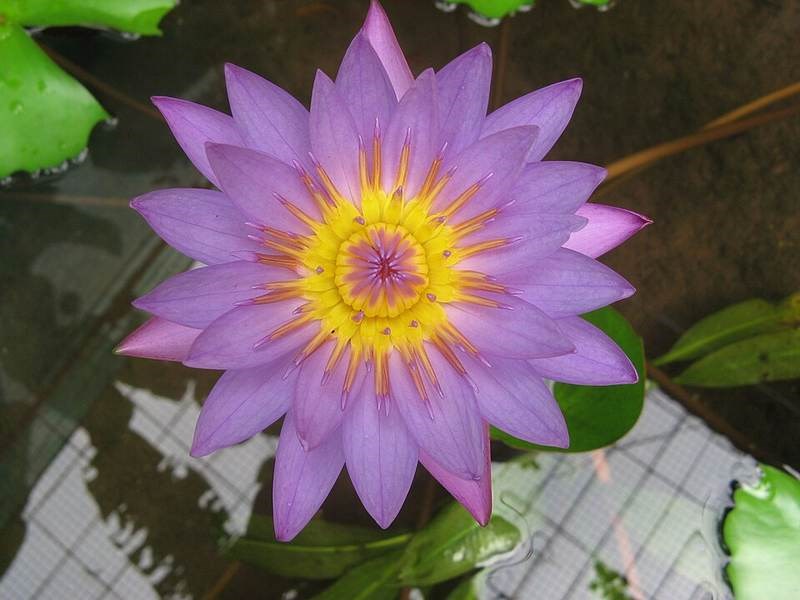 Súng nhiệt đới tím