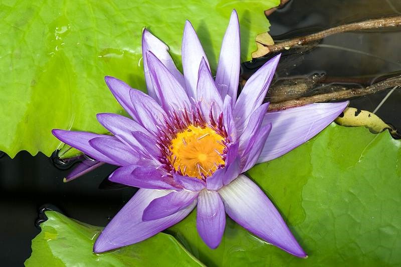Súng nhiệt đới tím
