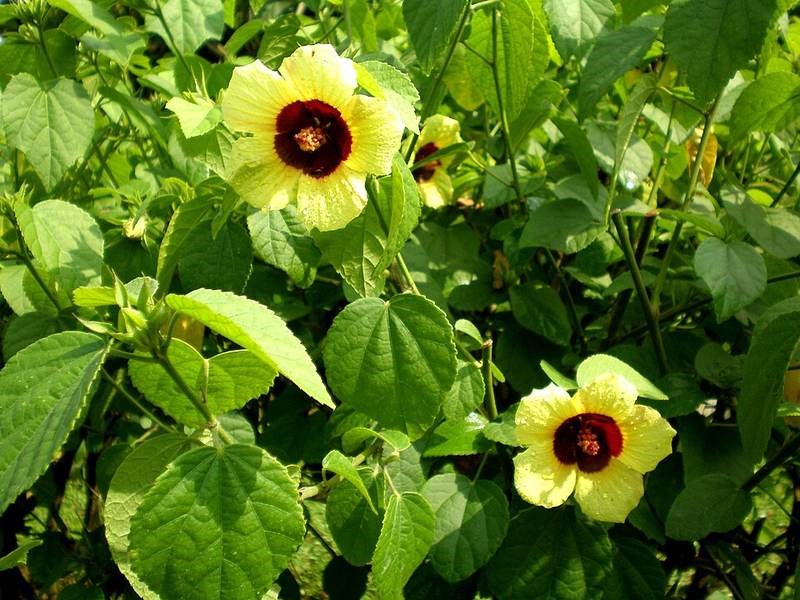 Cẩm chướng biển