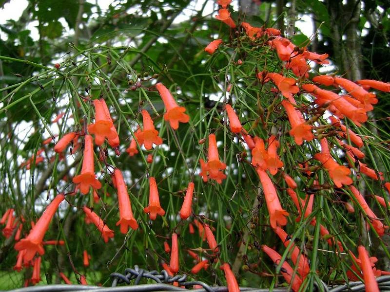 Xác pháo rũ, liễu tường hoa đỏ