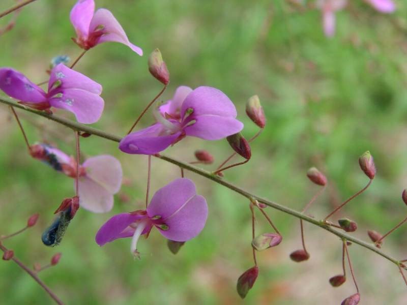 Linh sam, tràng quả