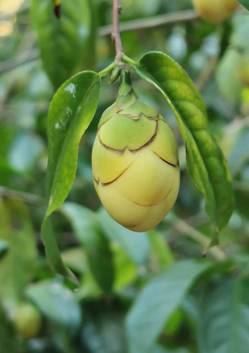 Trà hoa vàng