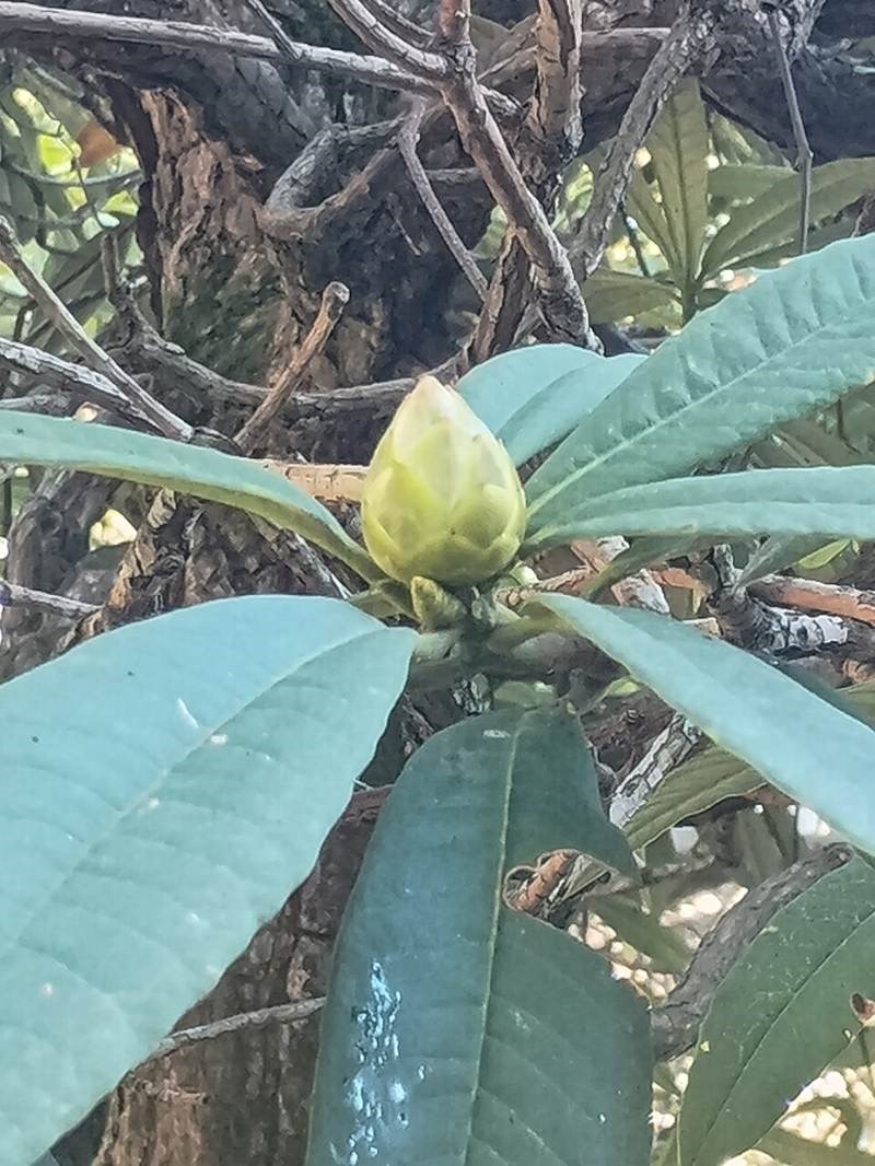Đỗ quyên Đà Lạt