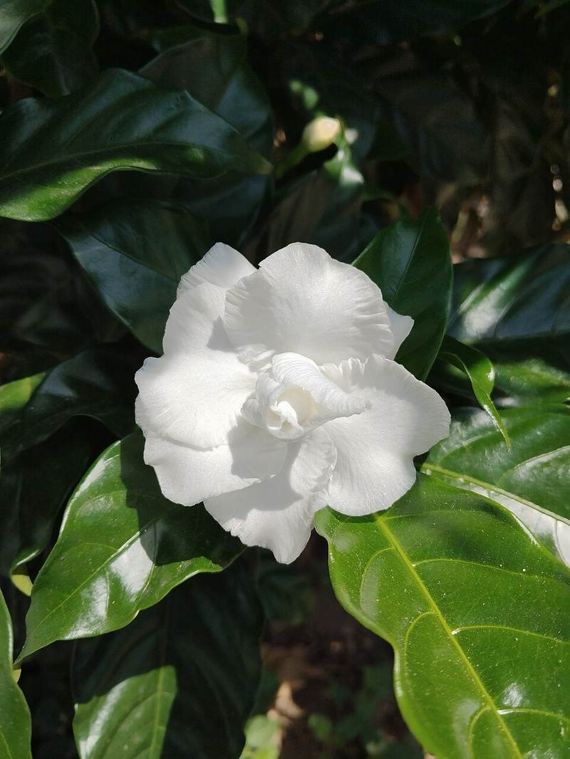 Dành dành thơm