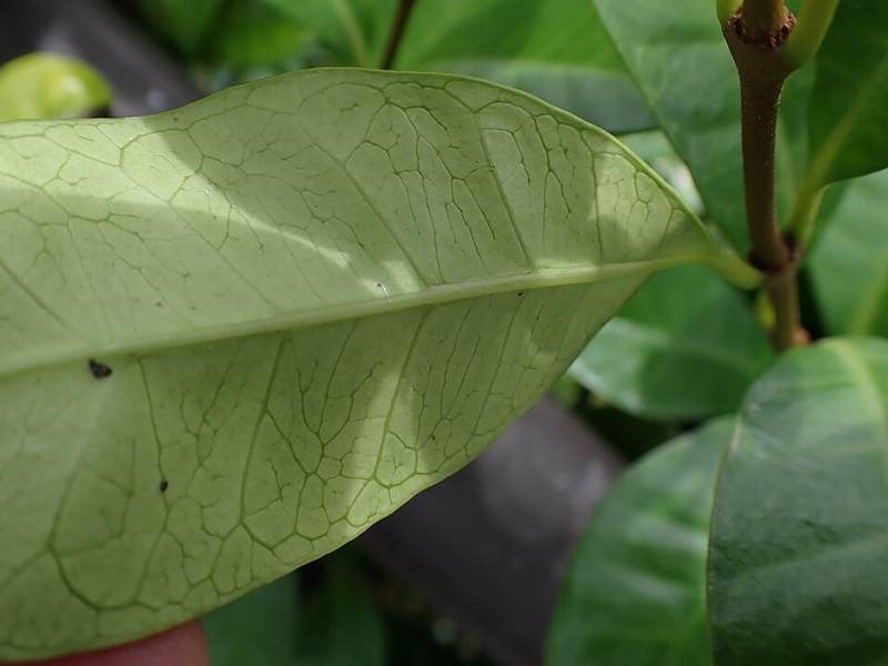 Lài Nhật (bạch thiền)