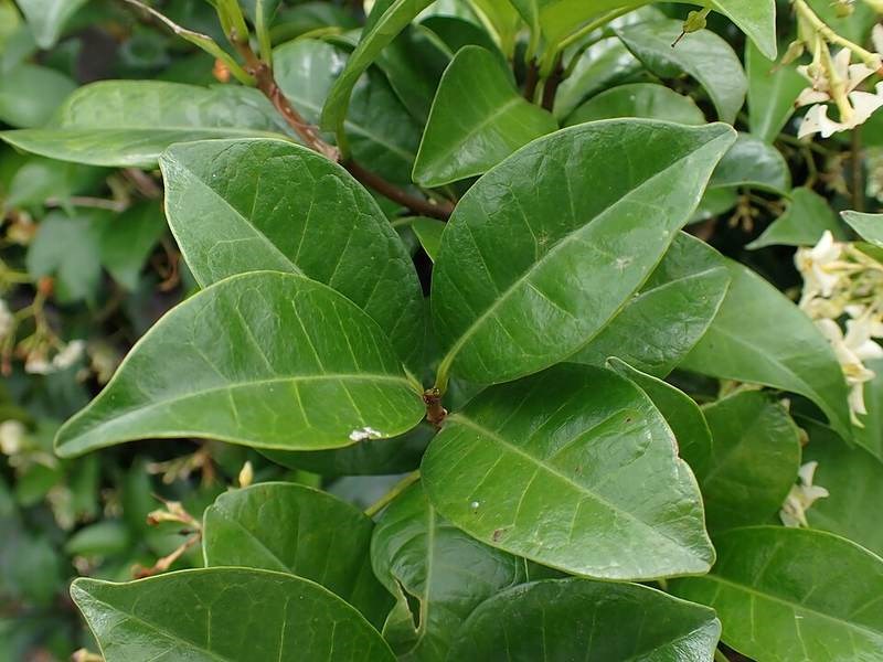 Lài Nhật (bạch thiền)