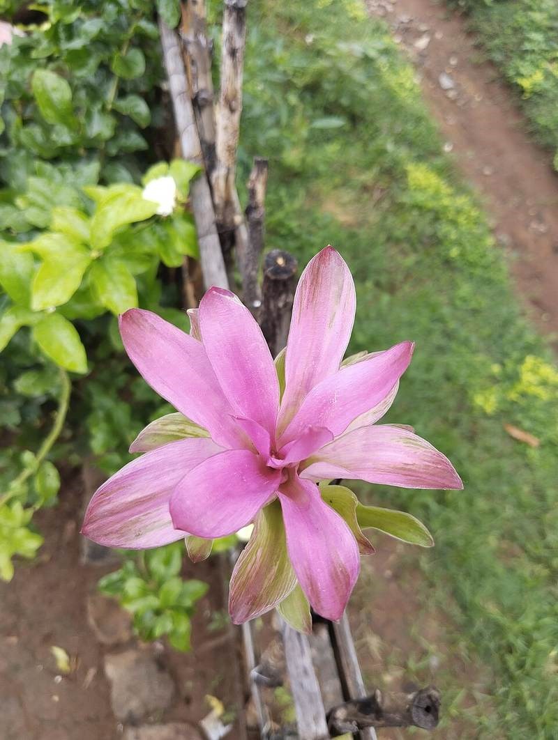Gừng lúa (nghệ rừng)