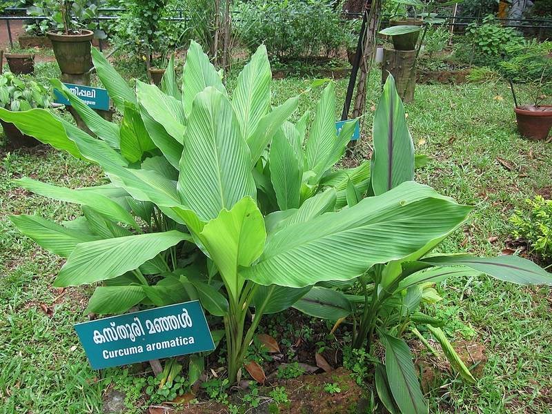 Gừng lúa (nghệ rừng)