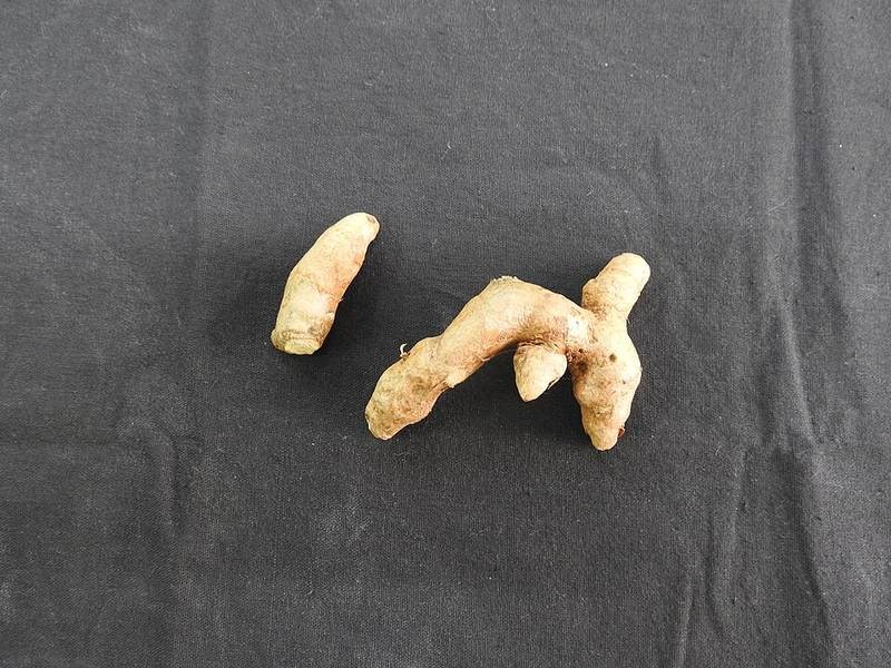 Gừng lúa (nghệ rừng)