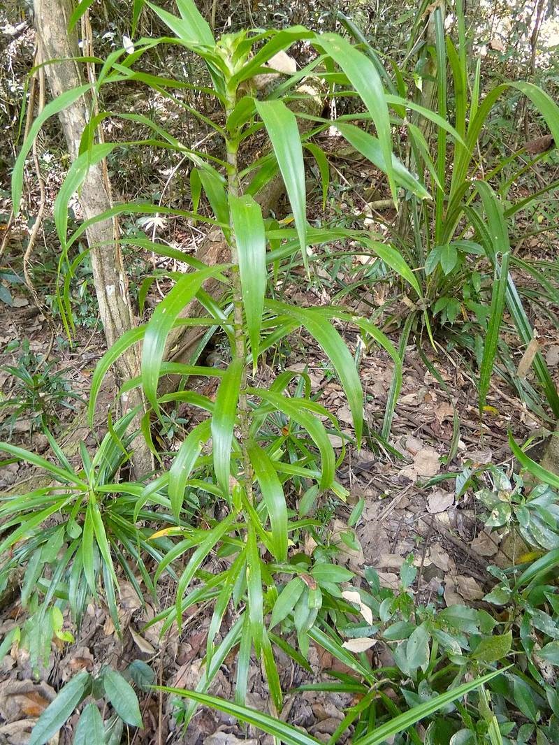 Bồng bồng