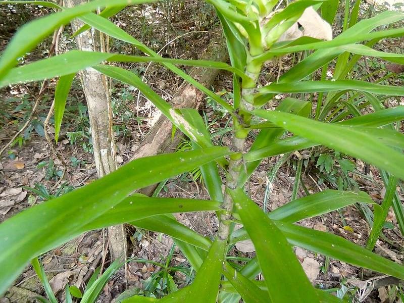 Bồng bồng