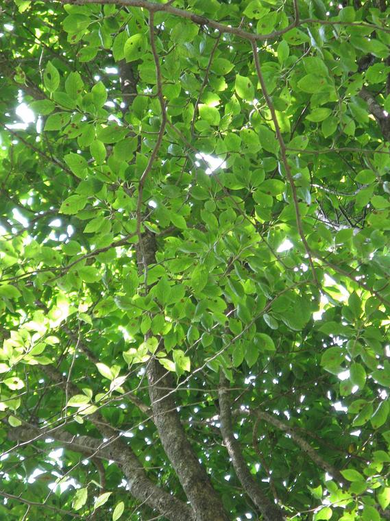 Nhựa ruồi rụng lá