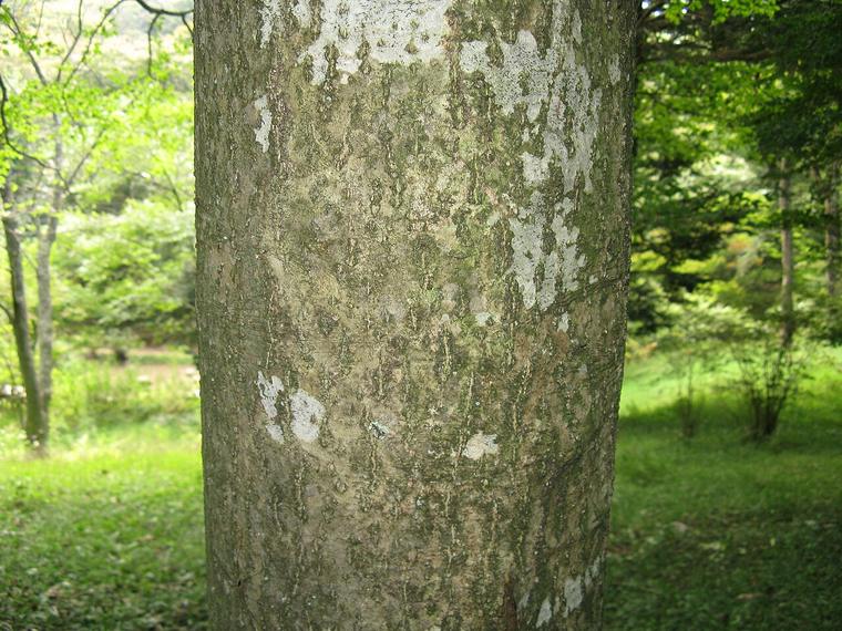 Nhựa ruồi rụng lá