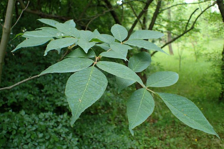 Tần bì Nhật