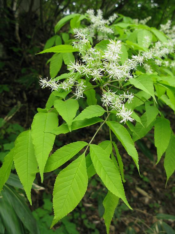 Tần bì Nhật