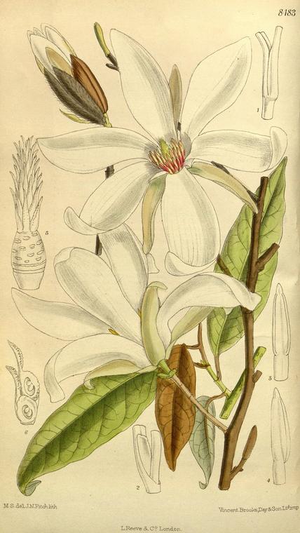 Mộc lan lá liễu