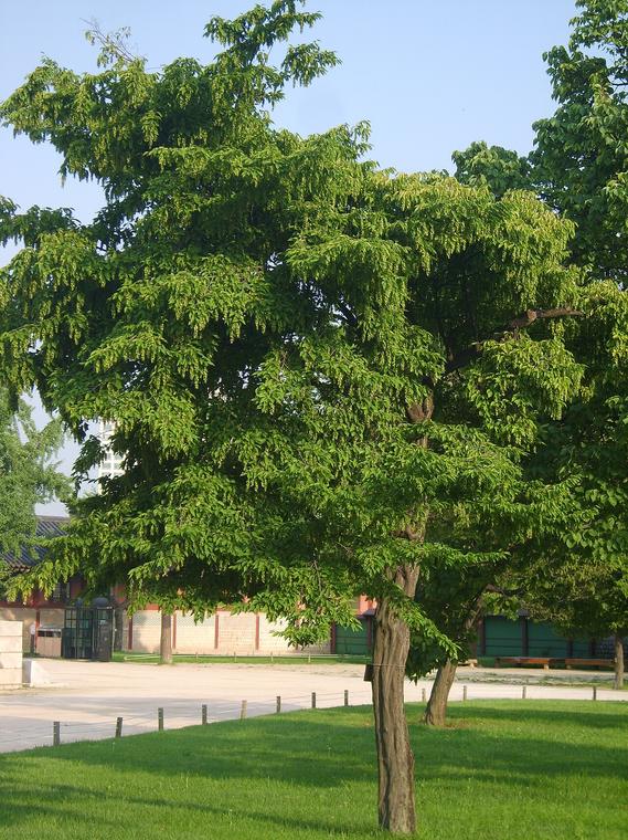Trăn hoa đỏ