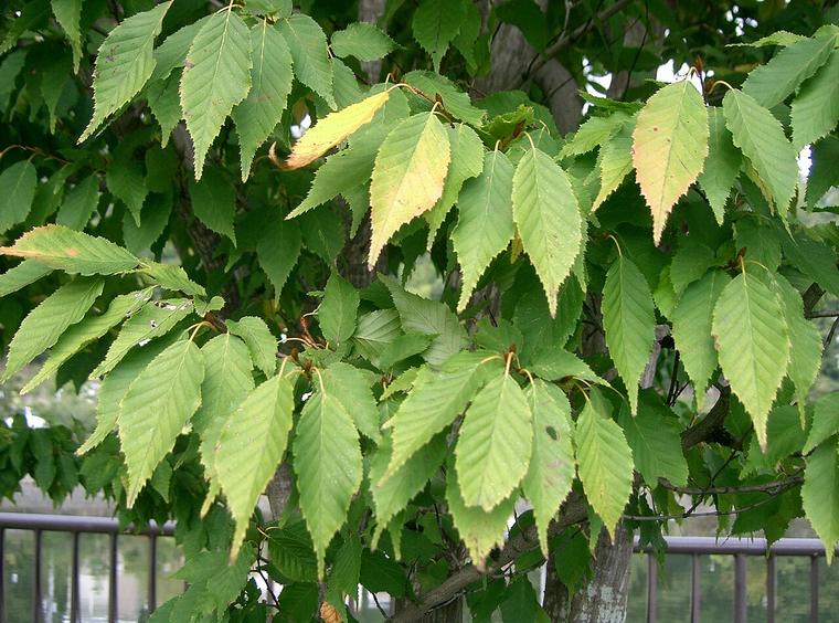 Trăn Nhật