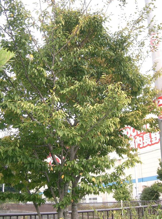 Trăn Nhật
