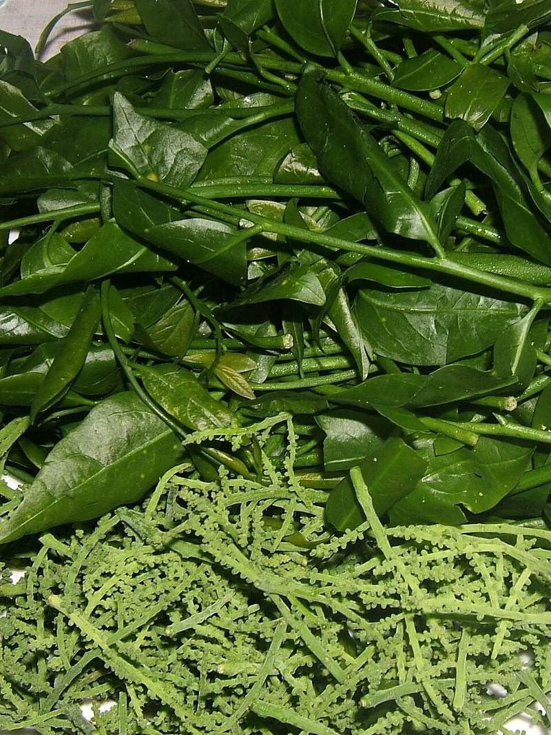 Bồ ngót rừng