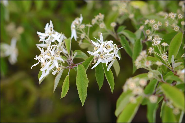 Amelanchier Nhật