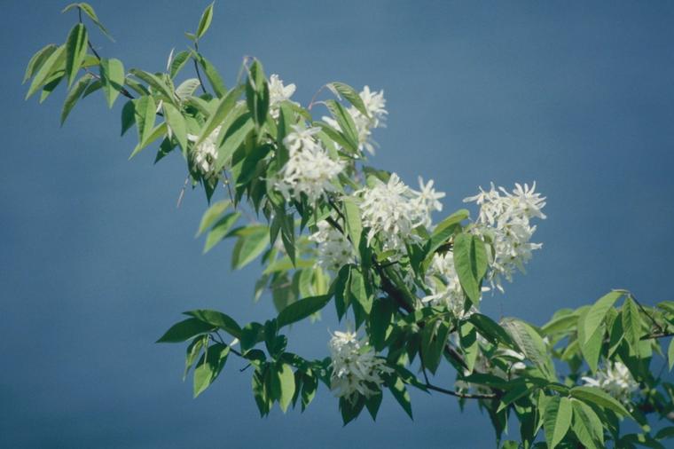 Amelanchier Nhật