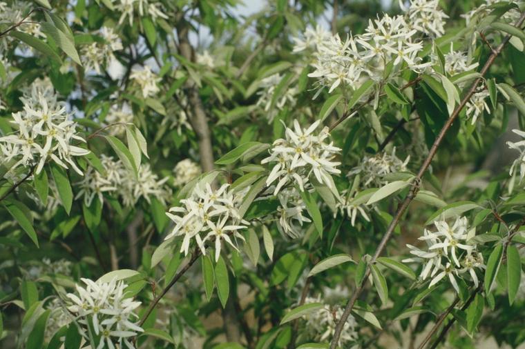 Amelanchier Nhật