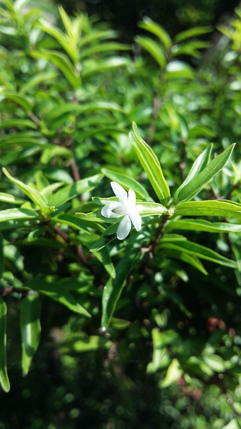 cây mai chiếu thủy