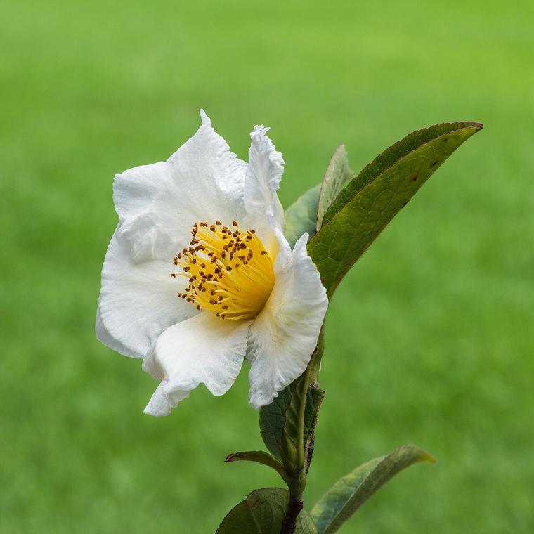 Trà rừng Nhật