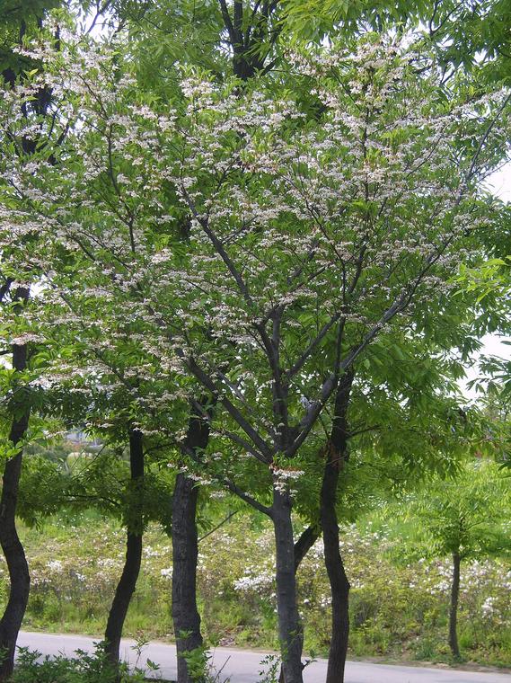 An tức hương Nhật