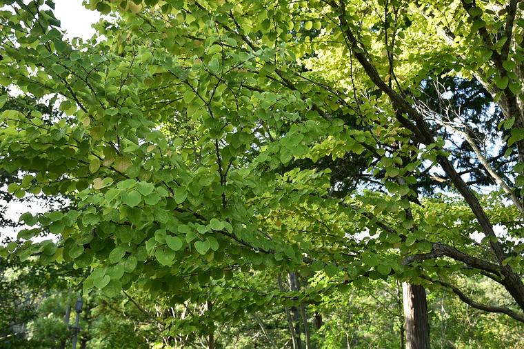 Cây Katsura