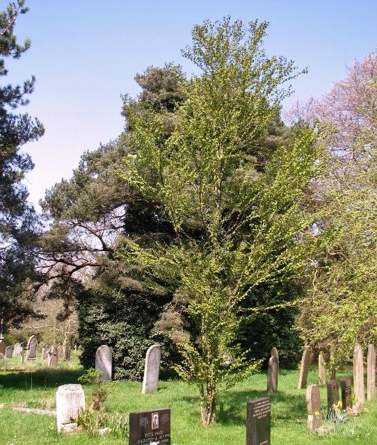 Cây Katsura