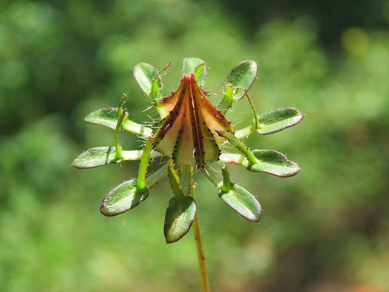 Bụp nước
