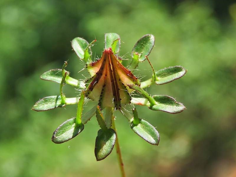 Bụp nước