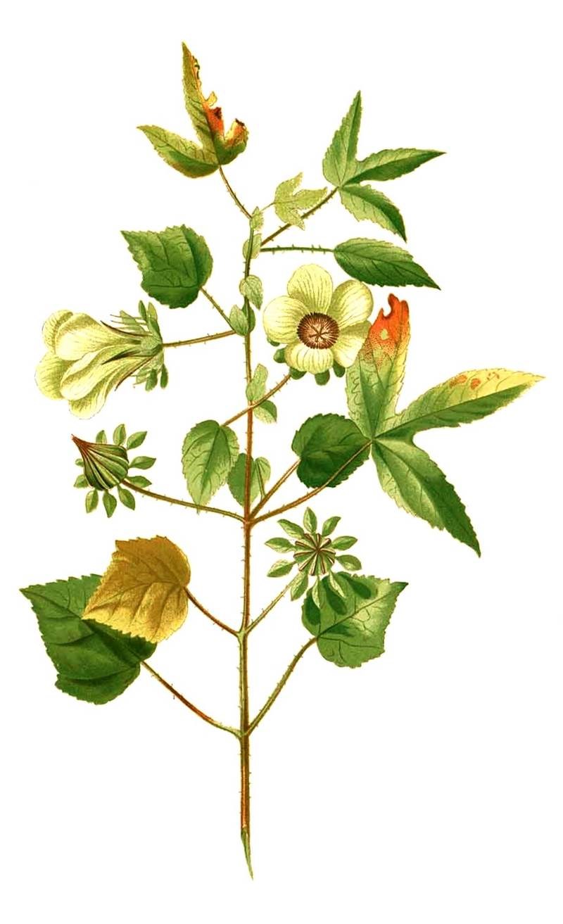 Bụp nước