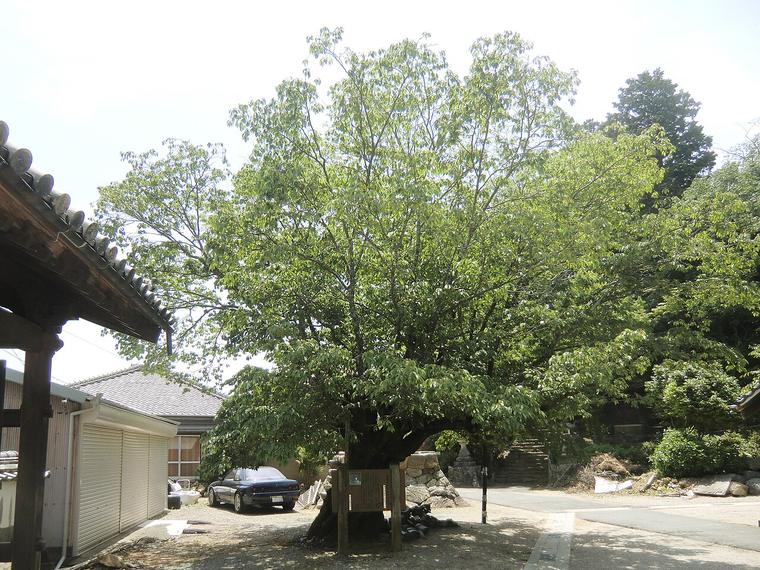 Anh đào núi