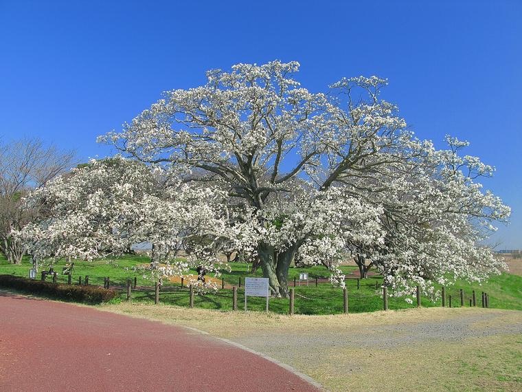 Mộc lan Kobushi